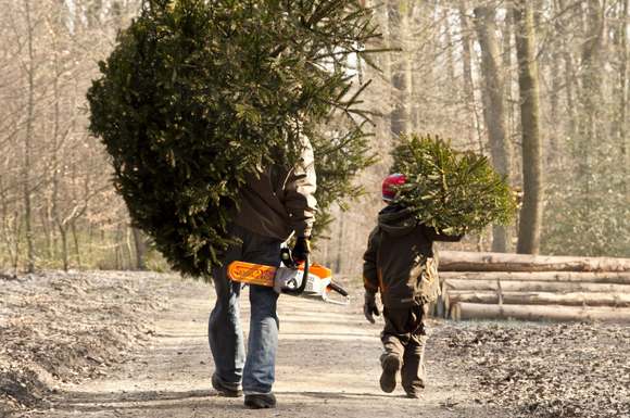 Selbst anpacken und das auserkorene Schmuckstück nach Hause transportieren: Den Weihnachtsbaum aus dem Forst zu holen, ist ein Erlebnis für die ganze Familie.