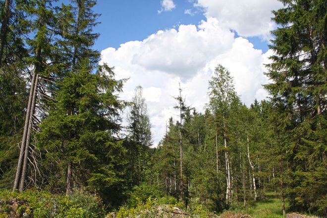 Der Bayerische Wald und der Sumava bilden gemeinsam die größte zusammenhängende geschützte Waldfläche Zentraleuropas.