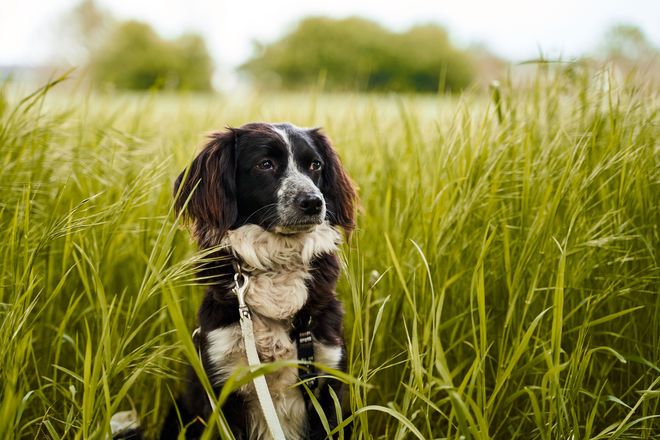 Mit dem Hund in der Natur unterwegs zu sein, macht immer viel Freude. Wären da bloß nicht die lästigen Zecken.