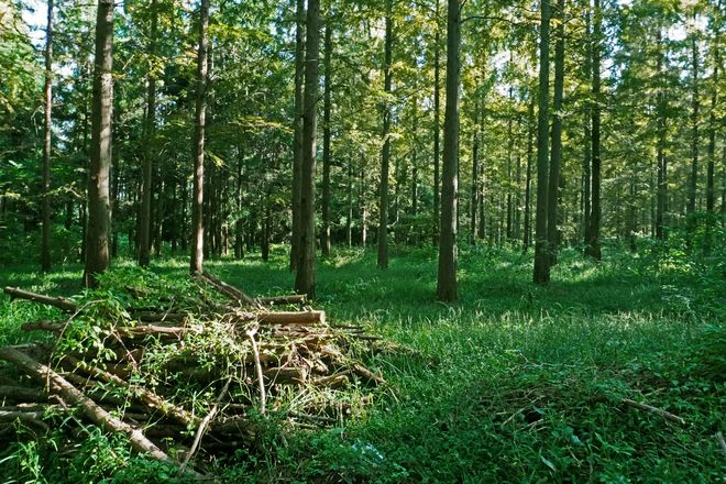 W&auml;rme aus dem Wald: Holz ist eine erneuerbare Ressource und weist eine neutrale Klimabilanz auf.