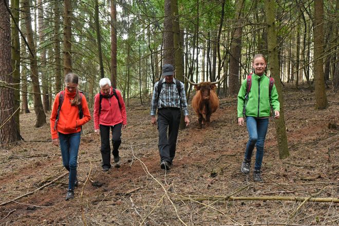 Unterwegs warten auf die Wanderer tierische Begegnungen. Im Naturschutzgroßprojekt Senne/Teutoburger Wald werden schottische Hochlandrinder und Exmoor-Ponys zur Waldbeweidung eingesetzt.