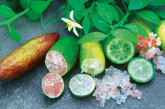 Eine Besonderheit unter den Limetten ist die CaviLime, bei der das Fruchtfleisch an Kaviar erinnert.