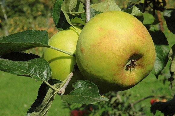 Für eine gute Ernte müssen Obstbäume regelmäßig ausgelichtet werden.