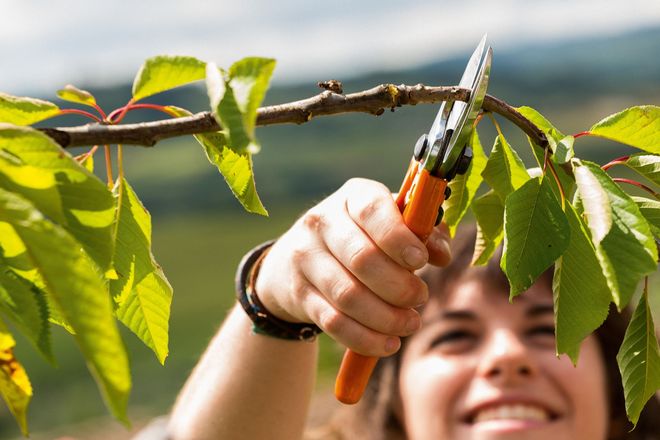 Mit einem Rückschnitt der Obstbäume schaffen Gartenfreunde bereits im Herbst die Basis für eine gute Ernte im kommenden Jahr.