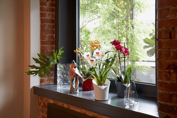 Die Blüten von Orchideen schillern in vielen attraktiven Farben und sorgen in jedem Interieur für einen Hingucker auf der Fensterbank.