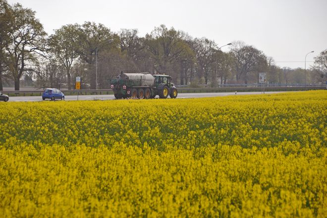 Biokraftstoffe stehen nicht in Konkurrenz zur Nahrungsmittelerzeugung: Der Rohstoff Raps liefert Öl und eiweißreiche Futtermittel zugleich.