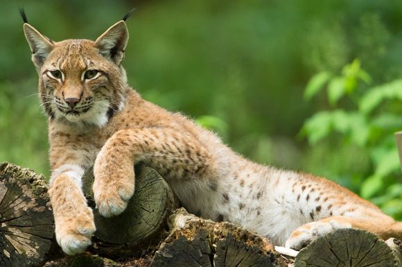 Nachdem der Mensch den Luchs hierzulande ausgerottet hatte, kommt die Art nun langsam wieder zurück.