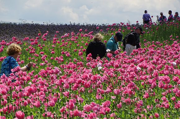 Im Geo-Naturpark Frau-Holle-Land verwandeln im Sommer Millionen rosafarbener Mohnblüten die Landschaft rund um Germerode und um Grandenborn in ein Blütenmeer.
