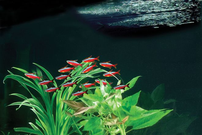 Sauberes Wasser: Ein Filtersystem verhindert, dass sich Abfallstoffe wie Schwebeteilchen und Futterreste im Aquarium ansammeln.