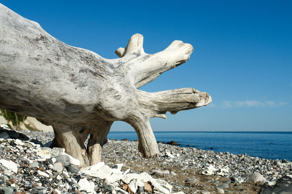Für Fossilien-Sammler gibt es auf Rügen viel zu entdecken.