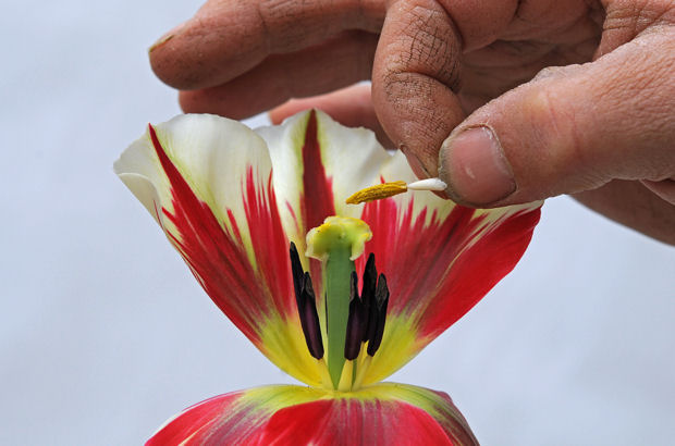 Dank züchterischer Leistung gibt es heute Tulpen, die genauso wunderschöne Farbverläufe auf ihren Blütenblättern tragen, wie einst die historischen Sorten.