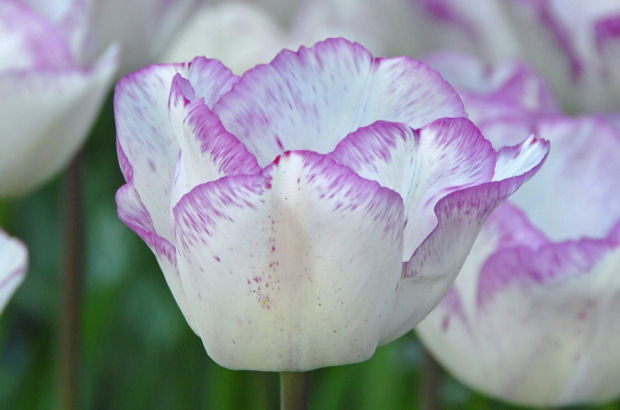 Shirley ist zu Beginn ihrer Blüte beinahe ganz weiß - je reifer sie wird, desto mehr schmückt sie sich mit einem feinen lila-rosa Rändchen.