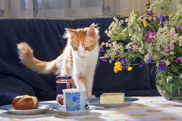 Neugierige Katzen naschen gern mal vom Frühstückstisch, deshalb ist Hygiene auch so wichtig.