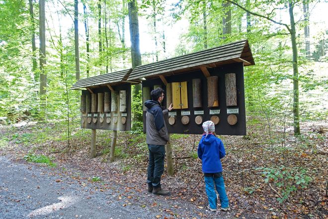 In unseren Wäldern findet sich eine große Vielfalt an Baumarten, an Stationen im Erlebniswald kann man sie spielerisch entdecken.