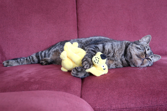 Stubentiger brauchen Abwechslung: Gelegenheiten zum Spielen lasten die Hauskatze aus, halten das Tier fit, neugierig und ausgeglichen.