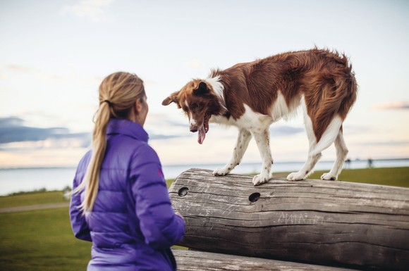 Reisen kann für den Hund zu Angst und Stress führen. Zum Glück gibt es Möglichkeiten, ihn ans Autofahren zu gewöhnen.