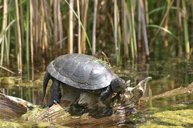 Das Sumpfschildkrötenhabitat im "Nabu-Informationszentrum Blumberger Mühle" ist faszinierend.