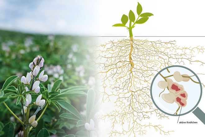 Nat&uuml;rlicher Kreislauf: H&uuml;lsenfr&uuml;chte versorgen sich zum gro&szlig;en Teil selbst mit dem ben&ouml;tigten Stickstoff als D&uuml;ngung.