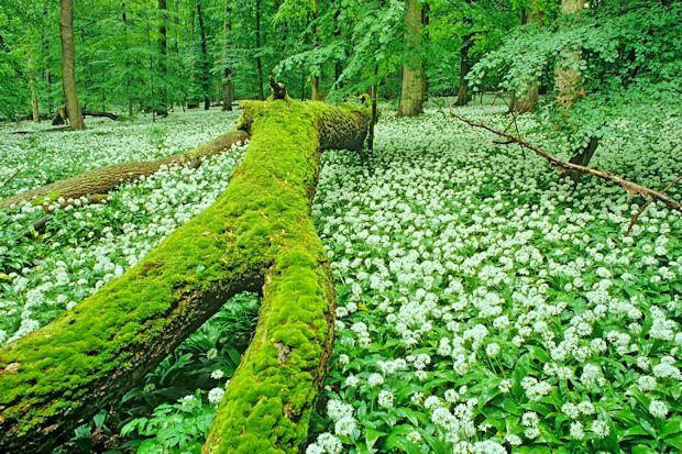 Im Frühjahr überzieht ein blühender Bärlauch-Teppich den Nationalpark Hainich in Thüringen.