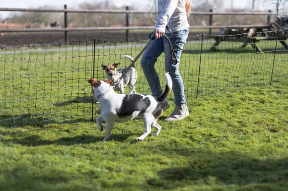 Elektifizierte Schutzzäune sorgen in den verschiedensten Situationen für mehr Sicherheit und geben dem Tierhalter ein gutes Gefühl.