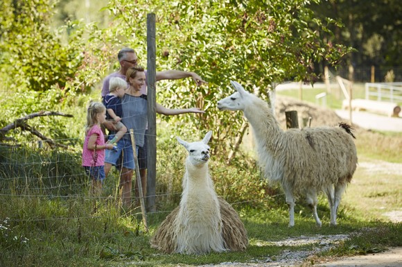 Im Erlebnisbauernhof Waldmössingen kommen Gäste ganz nah an die Lamas, Hängebauchschweinchen, Kühe und an die anderen Tiere heran.