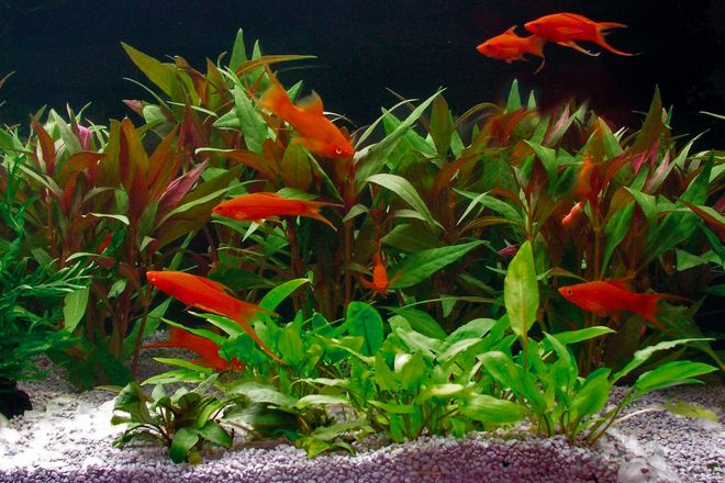 Bunte Unterwasserwelt: Die Aquaristik ist ein schönes Hobby, das Spaß macht und zum Wohlbefinden beiträgt.