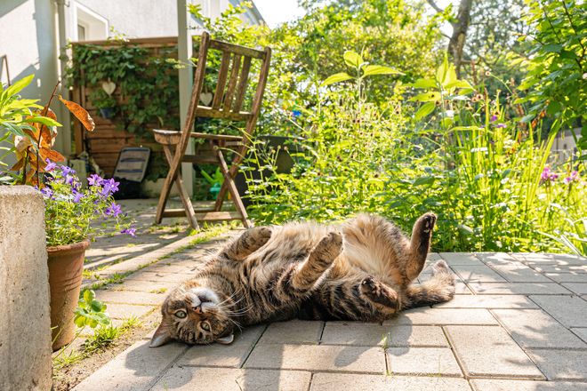 Katzen sind die beliebtesten Haustiere in Deutschland. Fast 16 Millionen finden hier ein Zuhause.