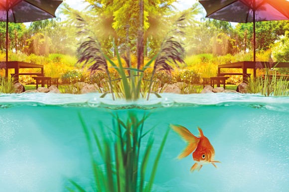 Ein gepflegter Teich ist eine Zierde für jeden Garten. Vor allem aber im Sommer benötigt er regelmäßige Pflege.