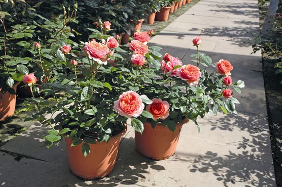 Dank der großen Auswahl robuster Rosensorten gelingt auch Gartenneulingen die Anlage eines üppig blühenden Rosenbeets.