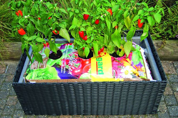 Sogar direkt im Sack lassen sich Bio-Gemüse und Kräuter anbauen.