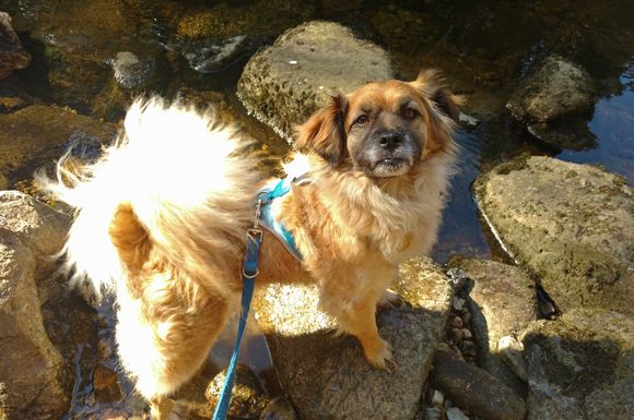 Neue Wege erkunden, fremde Spuren schnüffeln - das ist Urlaubsglück für Hunde.