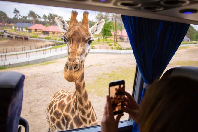Hallo Giraffe! Dieses Tier grüßt nicht aus Afrika, sondern aus dem Safaripark Beekse Bergen im niederländischen Hilvarenbeek.