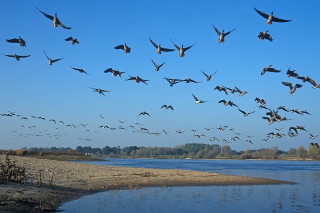 Der Vogelzug über der Elbe ist ein beeindruckendes Naturschauspiel.