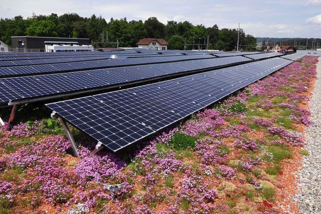 Solare Technik und eine Dachbegrünung: Diese Kombination ist gleichermaßen ökologisch als auch wirtschaftlich sinnvoll.