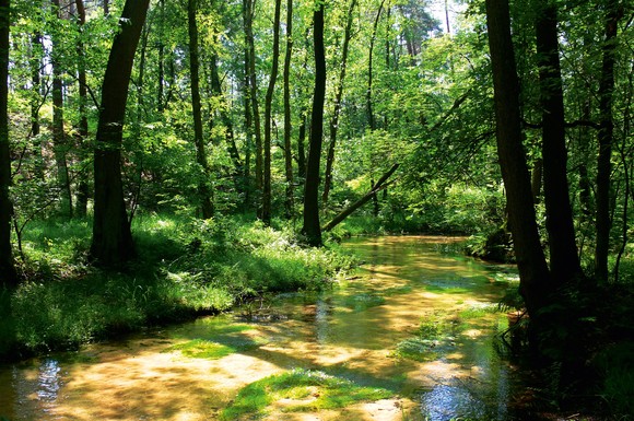 Besonders reizvoll ist eine Wanderung im wildromantischen Furlbachtal.