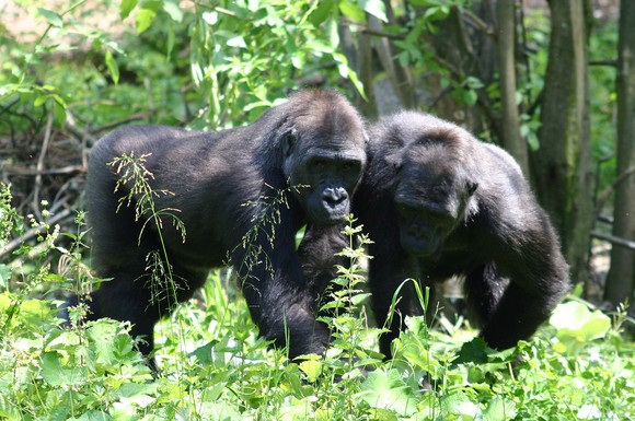 Der naturnahe Erlebniszoo Schmiding ist der einzige Tierpark Österreichs, in dem auch Gorillas beobachtet werden können.