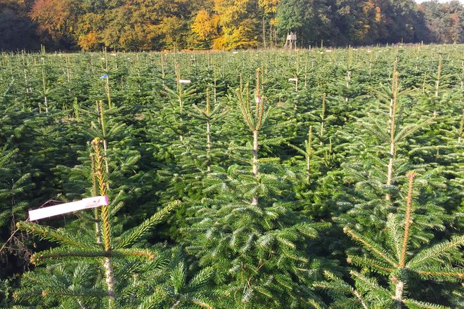 Ein Hektar Weihnachtsbaumkultur filtert in zehn Jahren rund 145 Tonnen Kohlendioxid aus der Luft, speichert den Kohlenstoff im Holz und produziert etwa 100 Tonnen Sauerstoff.