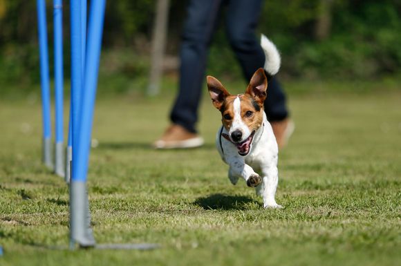 Beim Herumtollen, Spielen oder bei sportlichen Wettkämpfen können sich Hunde leicht einmal Verletzungen zuziehen.