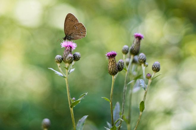 Wildblumen dekorieren die Baumgräber in einem Bestattungswald und locken natürliche Gäste an.