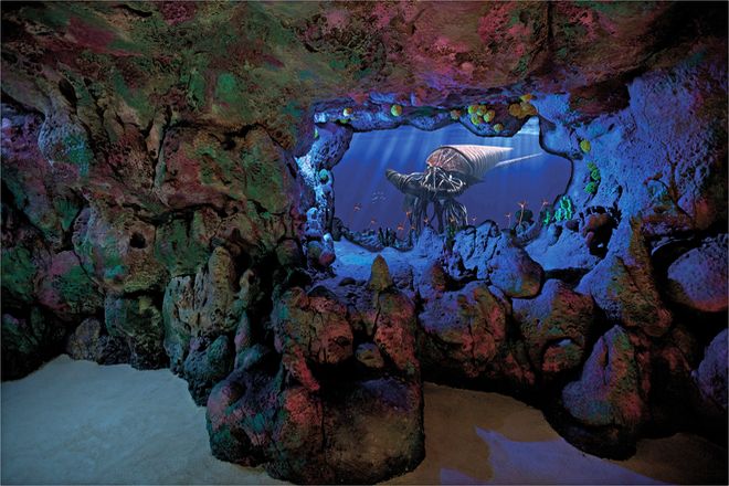 Kopffüßer wie dieser lebten im Ordovizium, in dem das erste große Massensterben stattfand.