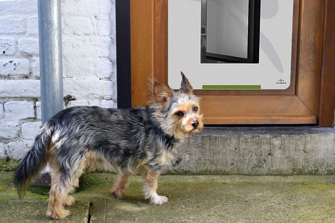 Ältere Hunde müssen öfter "mal raus". Mit einer Tiertüre kann sich der Vierbeiner jederzeit selbst entscheiden, wann er "Gassi gehen" möchte.