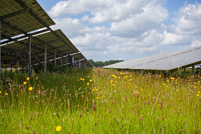 Durch flexible Mahd- und Beweidungskonzepte entstehen unter und zwischen PV-Modulen Naturrefugien, die auf intensiv bewirtschafteten Agrarfl&auml;chen fehlen.