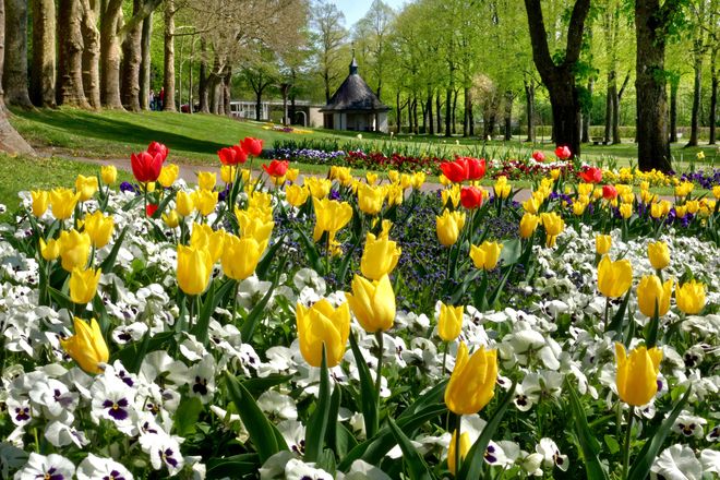 Blütenpracht im Kurpark von Bad Mergentheim, er bildet die Kulisse für das große Yoga-Festival am 17. Mai 2025.