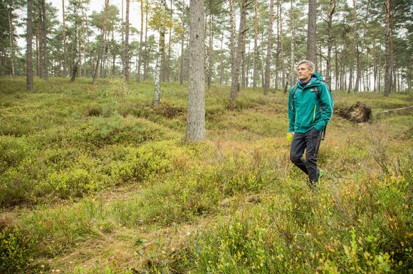 Aufgepasst beim Geocaching: Zecken fallen nicht vom Baum, sondern sind in maximal 1,5 Metern Höhe bevorzugt in Wiesen, Gräsern und Büschen, vorzufinden.