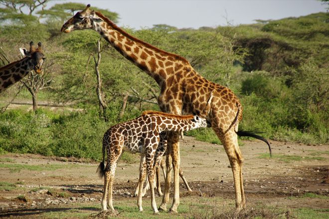 In den fruchtbaren Waldgebieten Tansanias begegnen die Abenteurer umherstreifenden Giraffen.