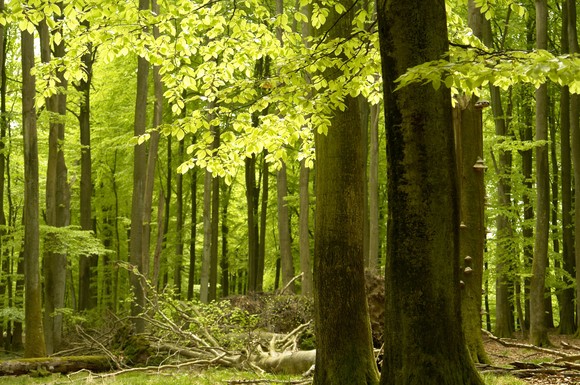 Die "Alten Buchenwälder" im Nationalpark Jasmund gehören zum Unesco-Weltnaturerbe.